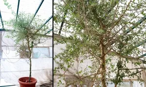 Hồi sinh loài cây cổ đại từ hạt giống 1.000 năm