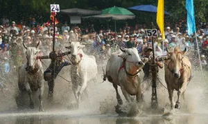 Hàng chục nghìn khách đổ về An Giang xem đua bò Bảy Núi
